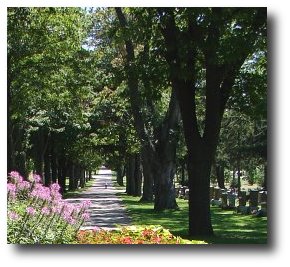 Cemetary Path with Trees
